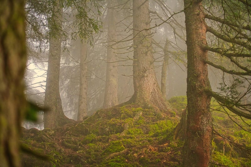 Nature